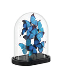 Rue de Bac Blue Medium Butterflies