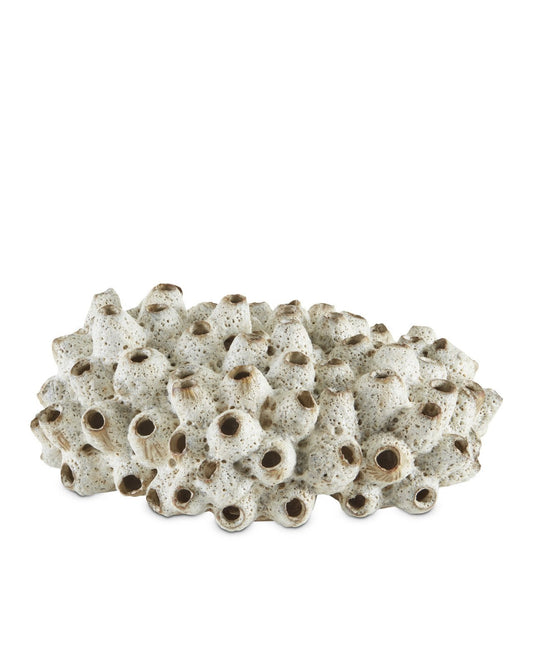 Sulawasi White Shells