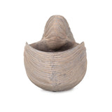 Nautilus Shell