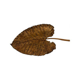 Gilded Canopy Leaf Wall Decor - Small