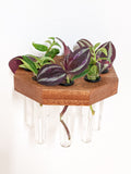 Octagon Propagation Station Shelf for Plant Cuttings