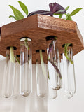 Octagon Propagation Station Shelf for Plant Cuttings