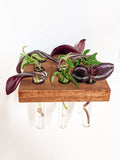 Square Wood Propagation Station Shelf for Plants