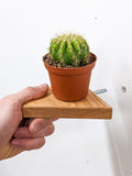 Small Triangle Oak Floating Display Shelf