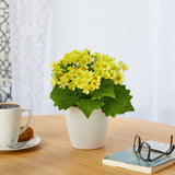 10” Daisy Artificial Plant in White Planter