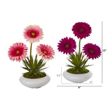 12” Gerber and Succulent Arrangement in Vase (Set of 2)