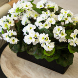 13” Geranium in Rectangular Planter UV Resistant (Indoor/Outdoor)