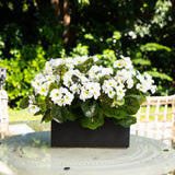 13” Geranium in Rectangular Planter UV Resistant (Indoor/Outdoor)