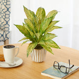 14” Musa Leaf Artificial Plant in White Planter with Silver Trimming