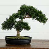 16" Cedar Bonsai Tree