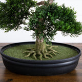 16" Cedar Bonsai Tree