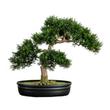16" Cedar Bonsai Tree
