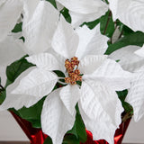 19” Artificial Lush White Poinsettia Arrangement in Red Wrapped Planter