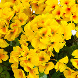 19” Geranium Hanging Basket UV Resistant (Indoor/Outdoor)