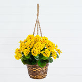 19” Geranium Hanging Basket UV Resistant (Indoor/Outdoor)