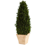 2’ Cypress Cone Preserved Plant in Planter