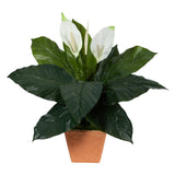 2’ Spathiphyllum Artificial Plant in Terra-Cotta Planter