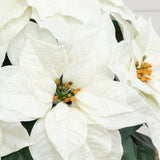 22" Artificial Poinsettia Arrangement in Decorative Planter