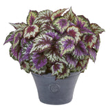 22” Begonia Artificial Plant in Gray Planter