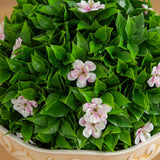 22” UV Resistant Artificial Pink Flowering Ball Topiary in Decorative Urn Planter (Indoor/Outdoor)