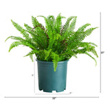 23-in UV Resistant Artificial Real Touch Boston Fern Plant (Indoor/Outdoor)