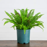23-in UV Resistant Artificial Real Touch Boston Fern Plant (Indoor/Outdoor)