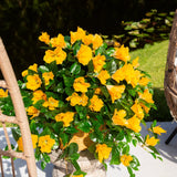 24" UV Resistant Artificial Hibiscus Hanging Plant (Indoor/Outdoor) - Set of 2