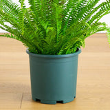 27-in UV Resistant Artificial Real Touch Boston Fern Plant (Indoor/Outdoor)