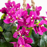 28” Bougainvillea Hanging Basket UV (Indoor/Outdoor)