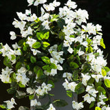 28” UV Resistant Artificial Bougainvillea Hanging Plant (Indoor/Outdoor) - Set of 2
