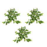 30” Pothos Hanging Bush (Set of 3)