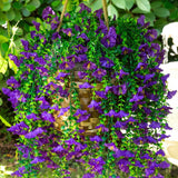 30" UV Resistant Artificial Morning Glory Hanging Plant (Indoor/Outdoor) - Set of 6