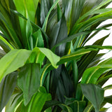 4' Corn Stalk Dracaena Silk Plant (Real Touch)