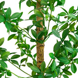 4' Artificial Shady Lady Black Olive Tree