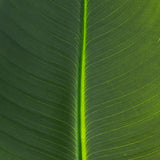 40" Artificial Traveler's Palm Stems - Set of 6