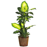 42" Golden Dieffenbachia w/Basket Silk Plant"
