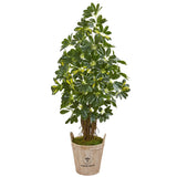4.5’ Schefflera Artificial Tree in Farmhouse Planter