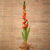 46” Gladiolus Artificial Flower (Set of 3)