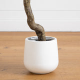5’ Artificial Bonsai Style Cedar Tree in Decorative White Planter