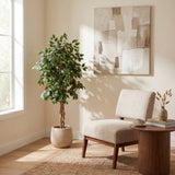 5' Ficus Silk Tree