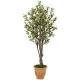 5’ Olive Tree in Terracotta Planter