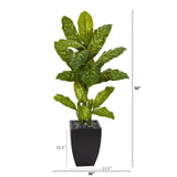 50” Dieffenbachia Artificial Plant in Black Planter (Real Touch)
