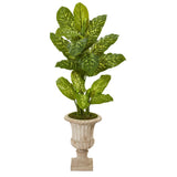 55” Dieffenbachia Artificial Plant in Sand Finished Urn (Real Touch)