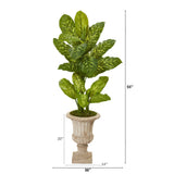 55” Dieffenbachia Artificial Plant in Sand Finished Urn (Real Touch)