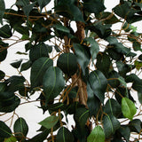 5.5’ Ficus Tree w/Bamboo Planter