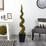 55” Muehlenbeckia Spiral Artificial Tree in Black Metal Planter