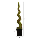 55” Muehlenbeckia Spiral Artificial Tree in Black Metal Planter