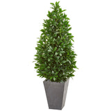 57” Bay Leaf Cone Topiary Tree in Slate Planter (Indoor/Outdoor)