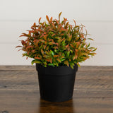 6” Artificial Grass Plant in Black Pot - Set of 2