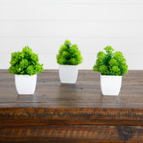 6” Artificial Mixed Succulent in White Square Pot - Set of 3